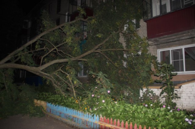 В городе Грязи дерево упало на дом