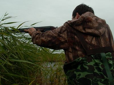 Грязинский браконьер понесёт наказание за 2-х застреленных кабанов
