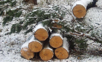 Следственное отделение ОМВД России по Грязинскому району напоминает о незаконности вырубки деревьев