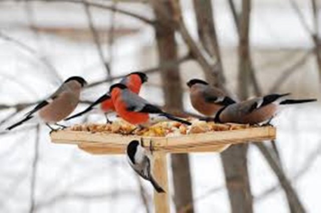 В год экологии грязинцев просят покормить птиц зимой