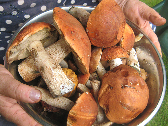 Отравление грибами: признаки и первая помощь