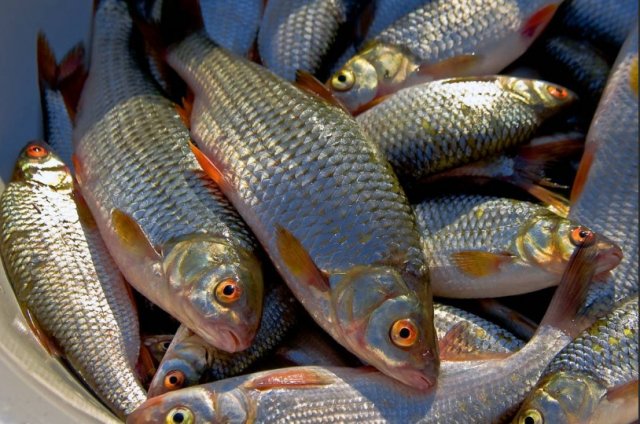 Речная рыба в Липецкой области может быть опасна для здоровья