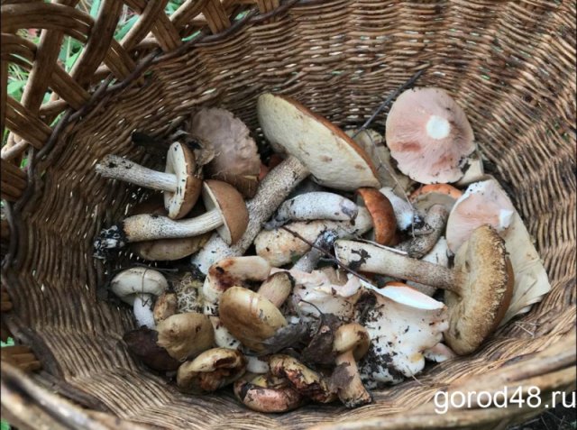 В Липецкой области отмечена первая в этом году смерть от отравления грибами